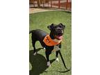 Adopt ROXY a Pit Bull Terrier