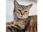 Adopt Miracle a Domestic Short Hair