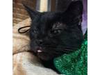 Adopt Minnie a Domestic Short Hair