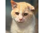 Adopt Pumpkin a Domestic Short Hair