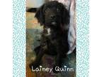 Adopt Lainey Quinn a Miniature Poodle, Black Labrador Retriever