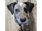 Adopt Melon a Bluetick Coonhound