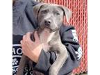 Adopt Stacy a Pit Bull Terrier