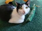 Adopt Amy a Domestic Short Hair