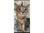 Adopt Penny a Domestic Short Hair