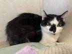 Adopt Diamond a Domestic Short Hair