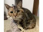 Adopt Leona a Torbie