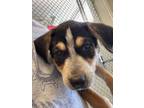 Adopt Chick a Border Collie, Mixed Breed