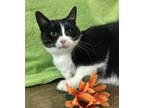 Adopt Gloria a Domestic Short Hair