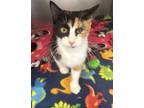 Adopt Venus a Domestic Short Hair