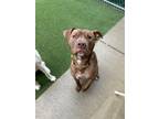 Adopt Bisque a Pit Bull Terrier, Mixed Breed