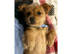 Adopt Paddington Bear a Yorkshire Terrier, Pekingese