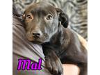 Adopt Mal a Pit Bull Terrier, Mixed Breed