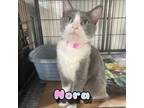 Adopt Nora a Domestic Short Hair