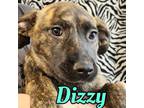 Adopt Dizzy a Pit Bull Terrier, Mixed Breed