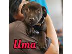 Adopt Uma a Pit Bull Terrier, Mixed Breed