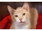 Adopt Rowdy a Domestic Short Hair