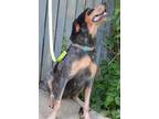 Adopt Cher a Bluetick Coonhound