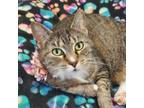 Adopt Merida a Domestic Short Hair