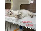 Adopt Sapphire a Siamese, Domestic Short Hair