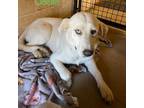 Adopt Ocean a Great Pyrenees, Mixed Breed