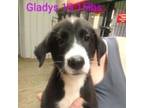 Adopt Gladys a Great Pyrenees