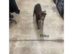 Adopt Riley1 a Chocolate Labrador Retriever