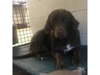 Adopt REEDA a Chocolate Labrador Retriever