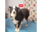 Adopt Remi a Australian Shepherd