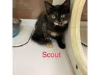 Adopt Scout a Domestic Medium Hair