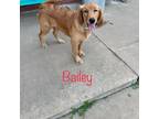 Adopt Bailey a Golden Retriever
