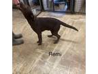 Adopt Remi1 a Chocolate Labrador Retriever