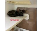 Adopt Smudge a Domestic Medium Hair