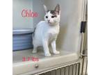 Adopt Chloe a Domestic Short Hair