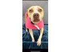 Adopt Mama a American Staffordshire Terrier