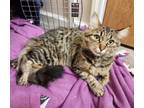 Adopt Pebbles a Domestic Medium Hair, Tabby