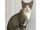 Adopt Skye a Domestic Short Hair