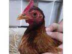 Adopt Avril a Chicken