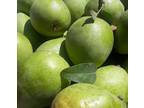 Apples and Pears, just picked, for sale NOW!