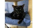 Adopt Elina a Domestic Short Hair