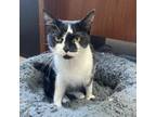 Adopt Peppa a American Shorthair