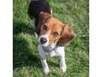 Adopt LOUISE a Beagle