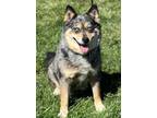 Adopt Roxy a Pomeranian, Siberian Husky