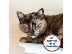 Adopt Sienna a Domestic Short Hair