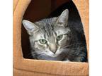 Adopt Lume a Domestic Short Hair