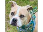 Adopt Brandy - Available (New update from foster mom) a American Bully