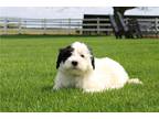 Portuguese Water Dog Puppy for sale in South Bend, IN, USA