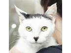 Adopt Lucy a Domestic Short Hair