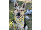 Adopt Barbie a German Shepherd Dog