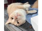 Adopt Lizzie a Domestic Short Hair